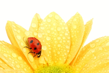 ladybug on yellow flower isolated white backgroundの写真素材