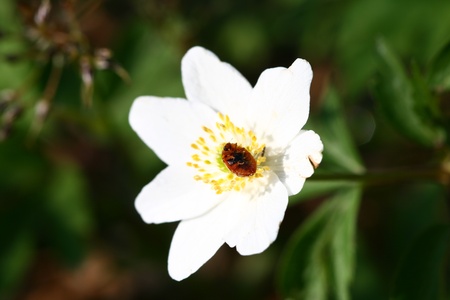 ladybug go to blue sky on white flower