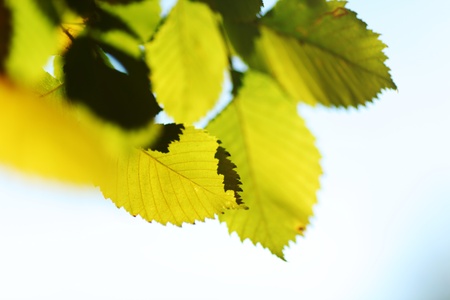 autumn leaves macro close upの写真素材
