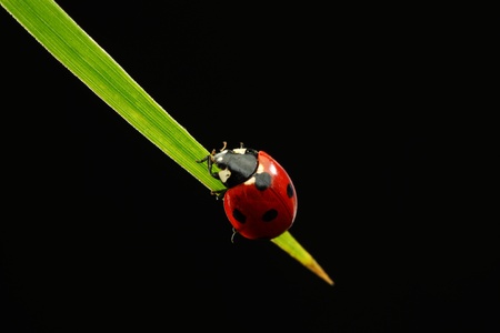ladybug on grass isolated black backgroundの写真素材