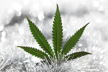  rastaman holiday background macro close upの写真素材