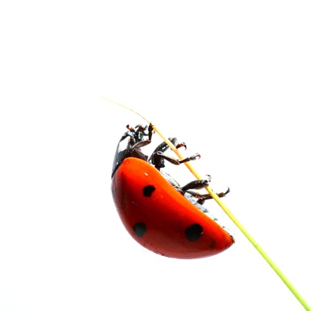 ladybug on grass isolated on whiteの写真素材