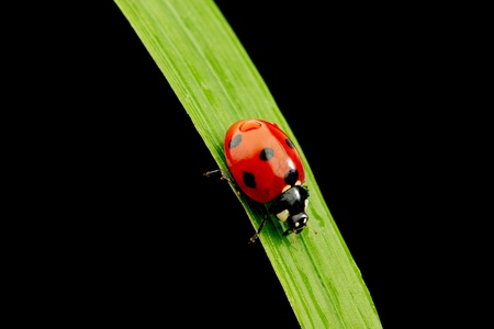 ladybug on grass isolated black background