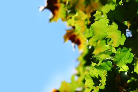 autumn leaves in the park