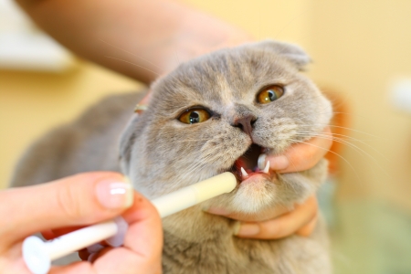 cat doctor heal the fold catの写真素材