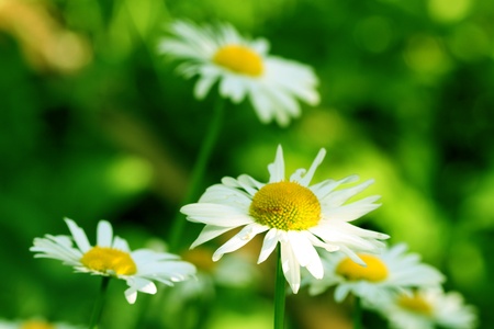 camomile daisy flowers nature backgroundの写真素材
