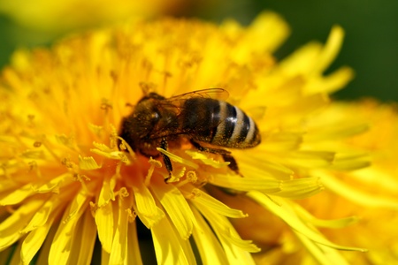 macro bee on yellow dandelion flowerの写真素材
