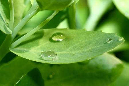 natural waterdrop on green leaf macroの写真素材