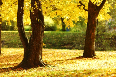 Colorful foliage in the autumn park