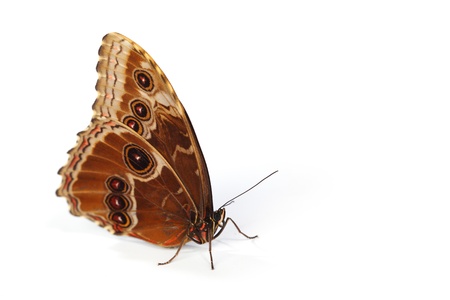 blue morpho isolated on white backgroundの写真素材