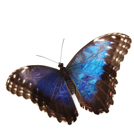 blue morpho isolated on white background