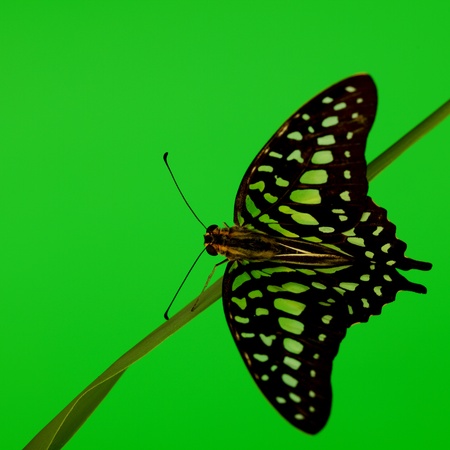 Graphium on green grass close upの写真素材