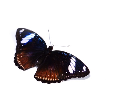 hypolimnas bolina isolated on white backgroundの写真素材