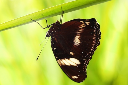 hypolimnas bolina on green grass の写真素材