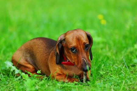 dachshund on green grass close upの写真素材