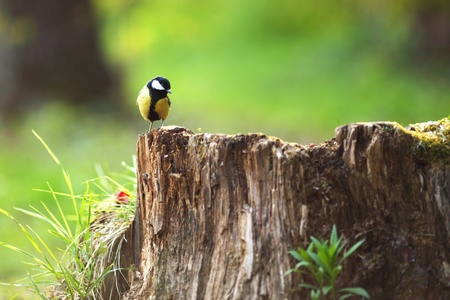  chickadee sitting on a stump in forestの写真素材