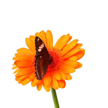 hypolimnas bolina on gerber close upの写真素材