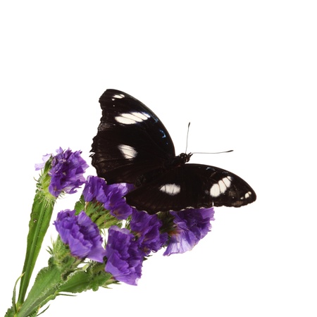 hypolimnas bolina on violet flower close upの写真素材