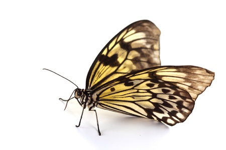 idea leuconoe isolated close upの写真素材