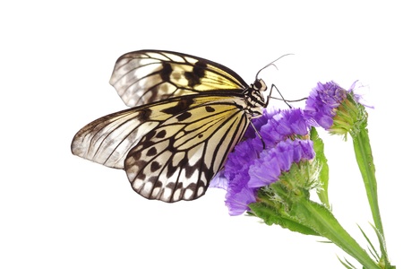 idea leuconoe on violet flower close upの写真素材
