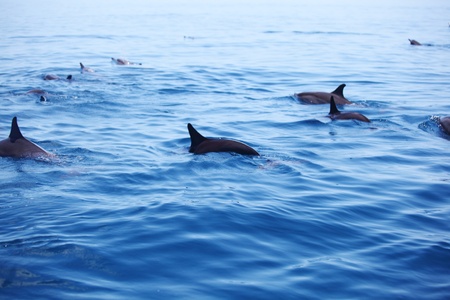dolphins in blue ocean wavesの写真素材