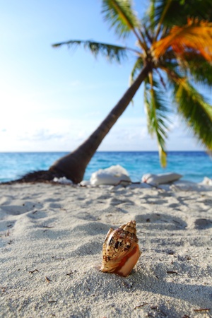 shell on sand under palmの写真素材