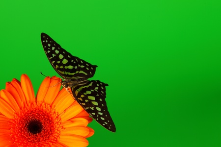  Graphium on orange gerber close upの写真素材