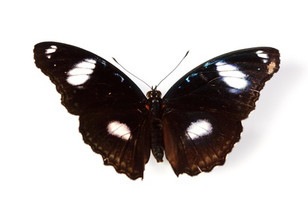 hypolimnas bolina isolated on whiteの写真素材
