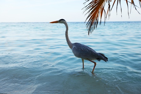 Stork on the ocean coastの写真素材