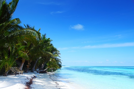 tropical island palm sea and sky