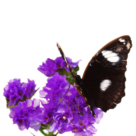 hypolimnas bolina on violet flower close upの写真素材