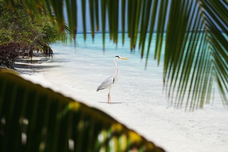 Stork on the ocean coastの写真素材