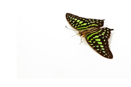 Graphium isolated on white backgroundの写真素材