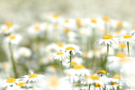 camomiles summer field