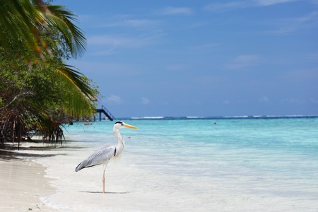 Stork on the ocean coastの写真素材
