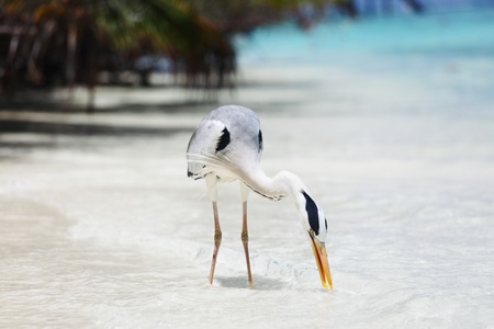 Stork on the ocean coast