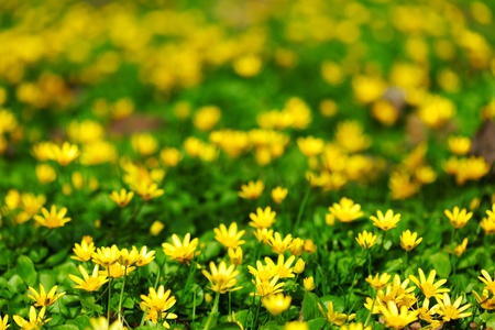 yellow spring flowers macro close upの写真素材