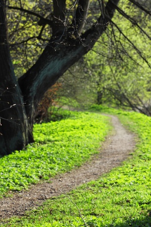  Spring Park nature backgroundの写真素材