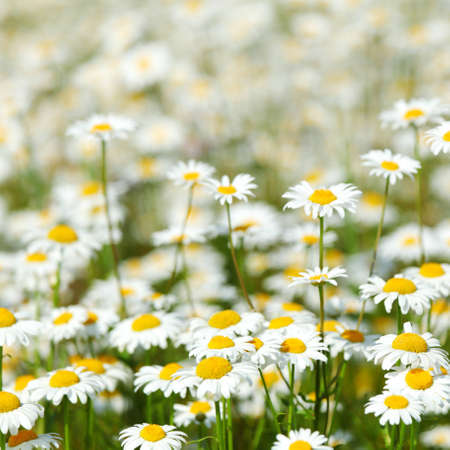 camomiles summer field