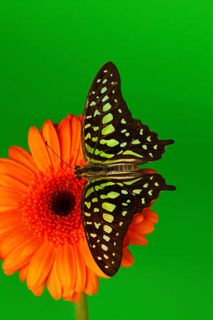  Graphium on orange gerber close upの写真素材
