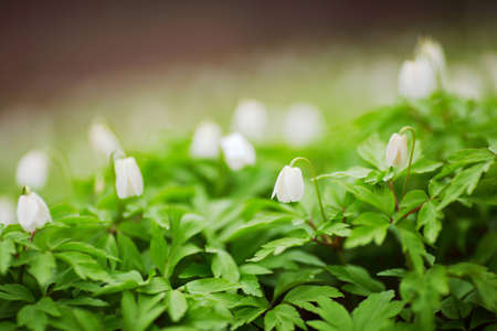 white spring flowers macro close upの写真素材