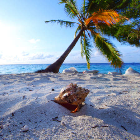 shell on sand under palmの写真素材