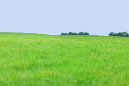 green grass under blue sky