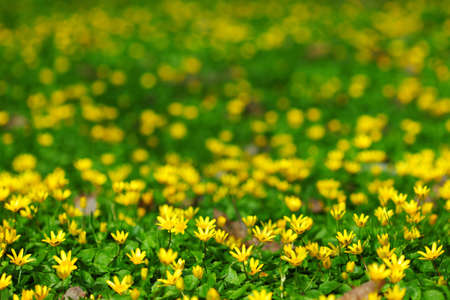 yellow spring flowers macro close up