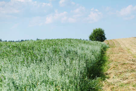  green field under blue sky