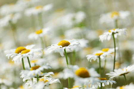 camomiles summer fieldの写真素材