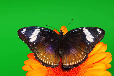 hypolimnas bolina on gerber close up