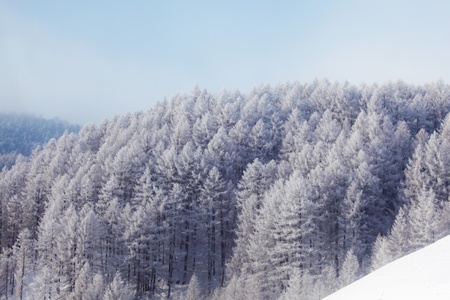 forest in snow on alpen topの写真素材