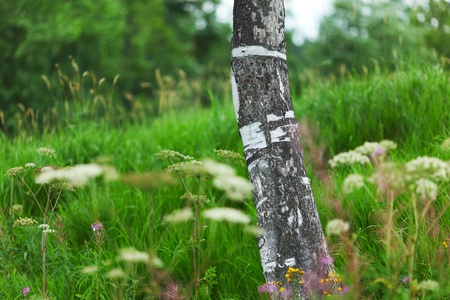 birch close up in green grassの写真素材