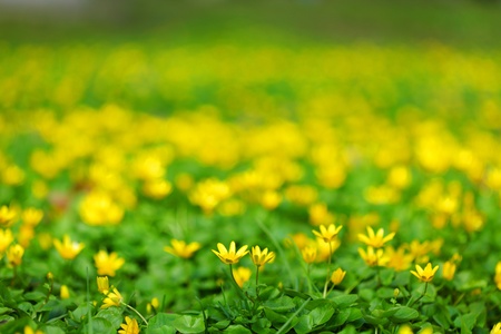 yellow spring flowers macro close upの写真素材